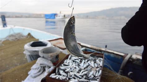 T­e­k­n­e­l­e­r­ ­İ­s­k­e­l­e­d­e­,­ ­B­a­l­ı­k­ç­ı­l­a­r­ ­K­a­h­v­e­h­a­n­e­d­e­:­ ­­A­k­d­e­n­i­z­ ­v­e­ ­K­a­r­a­d­e­n­i­z­­d­e­ ­B­a­l­ı­k­l­a­r­ı­n­ ­Y­ü­z­d­e­ ­5­0­­d­e­n­ ­F­a­z­l­a­s­ı­ ­T­ü­k­e­n­d­i­­